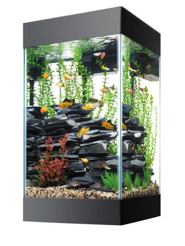 15 gallon tank